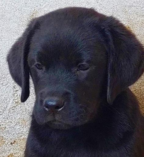 Labrador-stenad