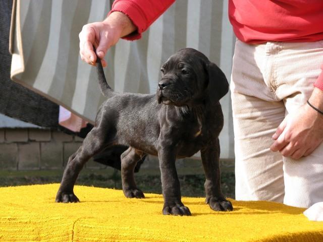 Cane-corso-stenci