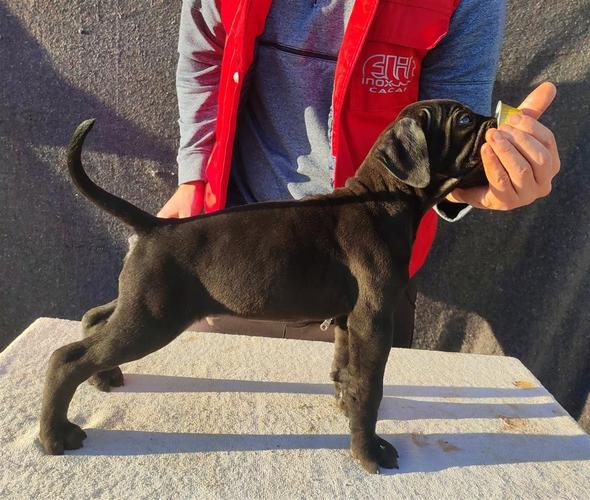 Cane Corso