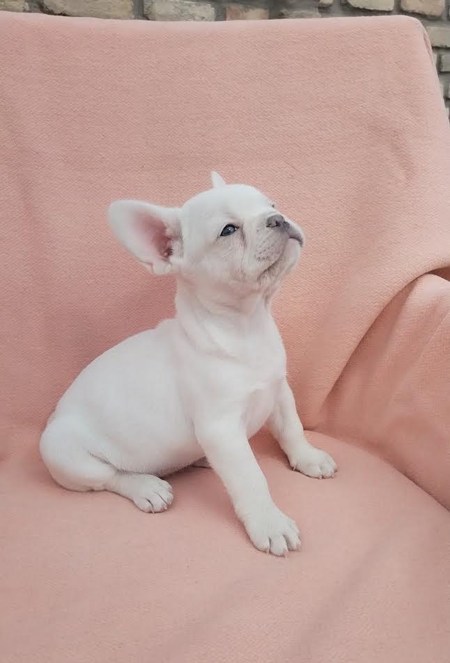 Francuski-buldog