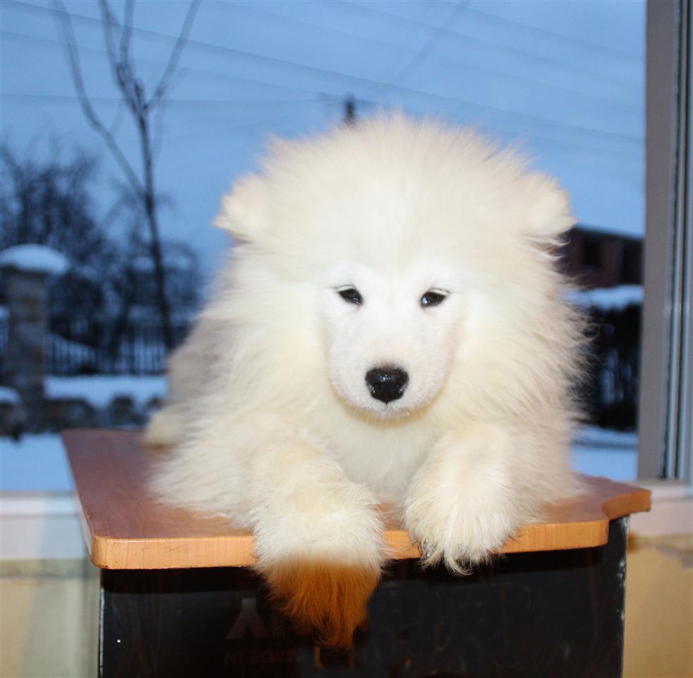 Samojed-štenci