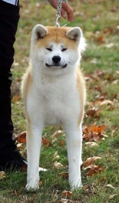 Akita-Inu-