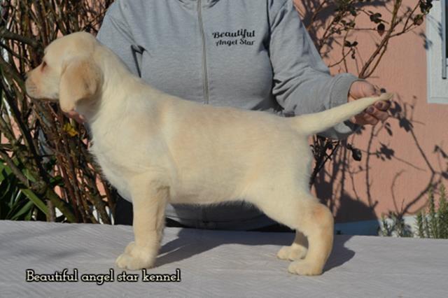 Vrhunski-stenci-LABRADOR-retrivera