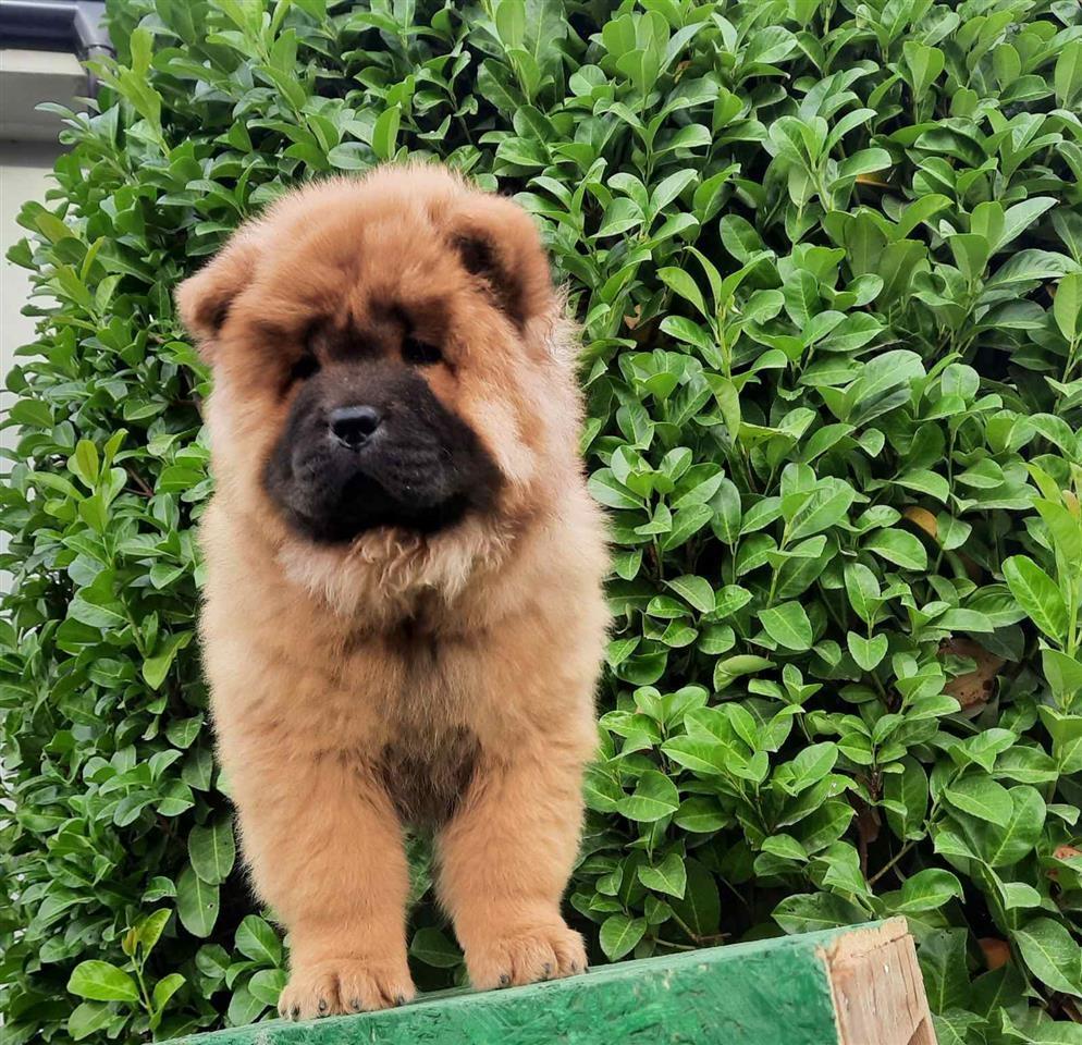 Čau-Čau--Chow-chow--štenci