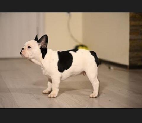 Francuski-buldog