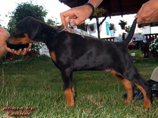 DOBERMAN-crna-stenad-