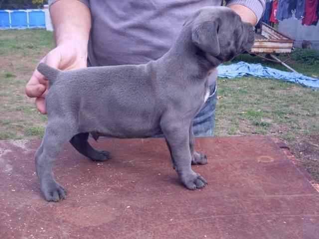 Cane-Corso-stenad
