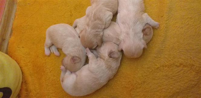 Maltipoo