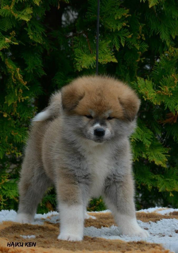 Akita-inu-