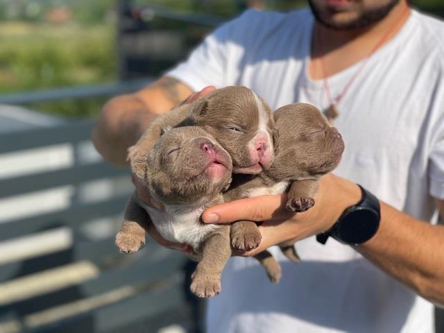 Micro-American-Bully