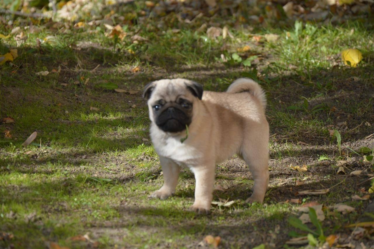Mops-stene