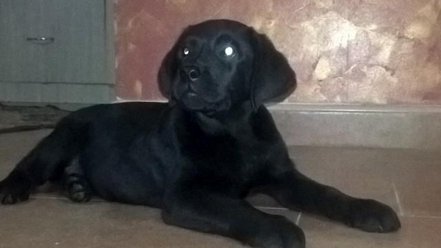 Labrador-retriver-stenci