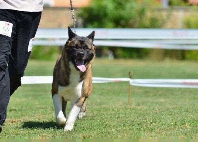 Americka-Akita-stenad-