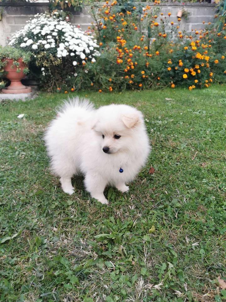 Pomeranski-špic-štenci