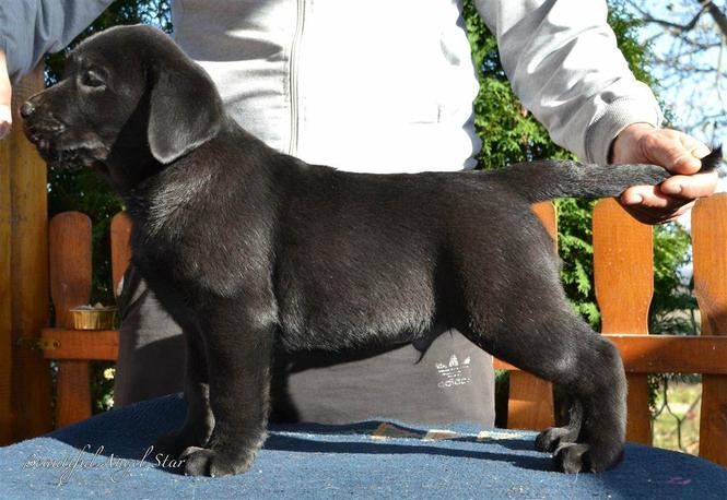 Labrador retriver 