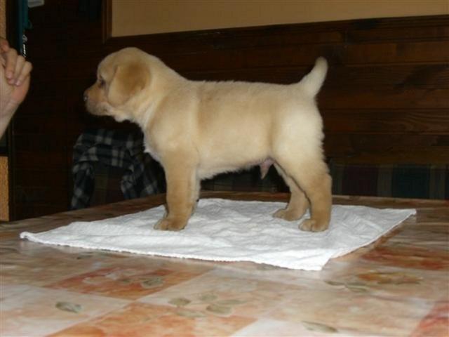 Labrador