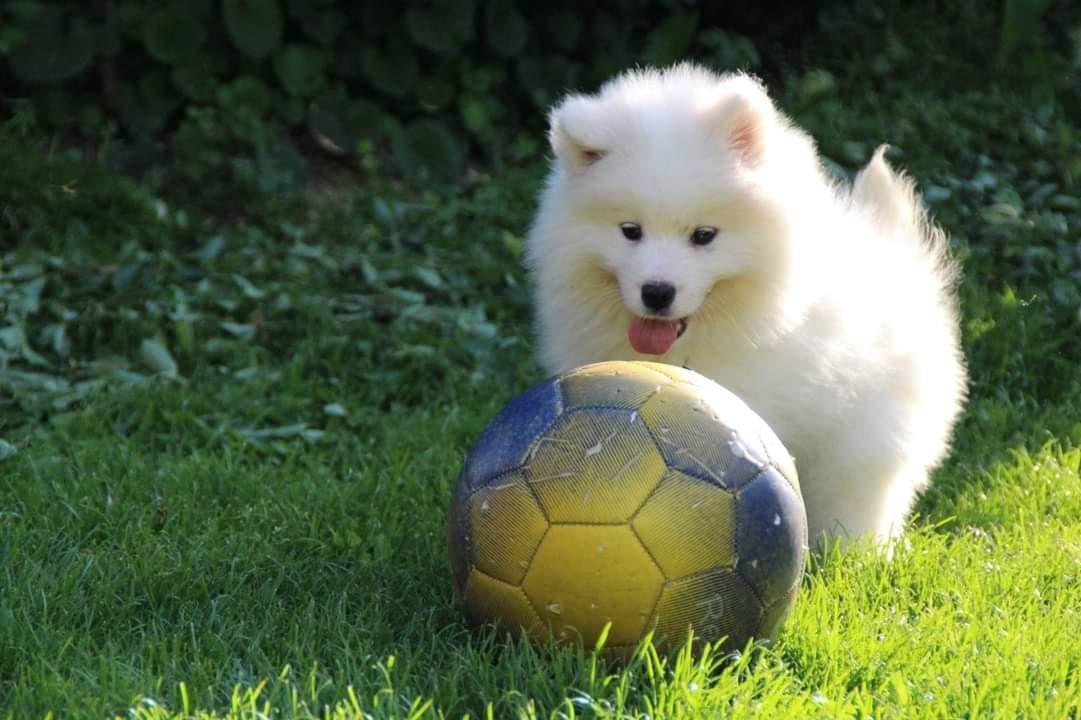 Samojed