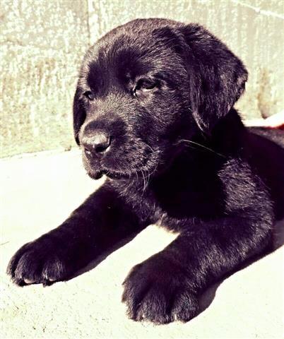 Labrador stene