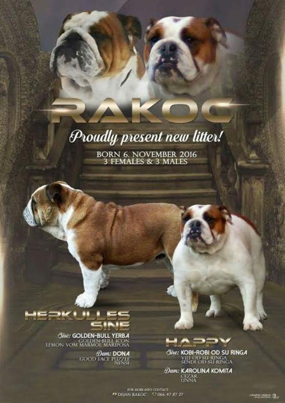 Engleski-Buldog--