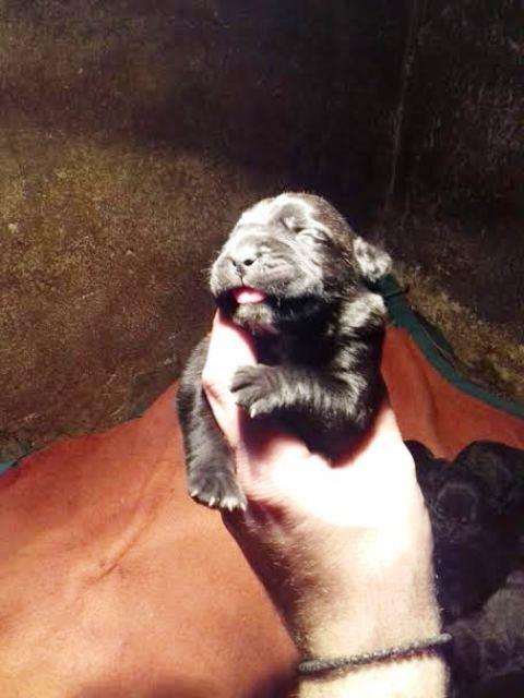 Cane-Corso--štenci-