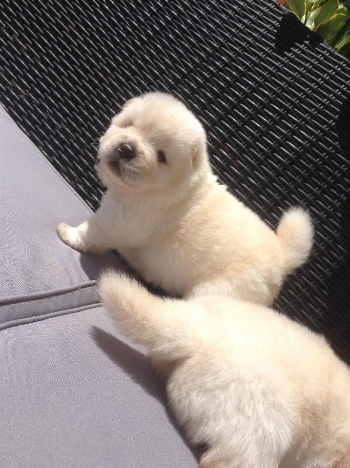 chow-chow