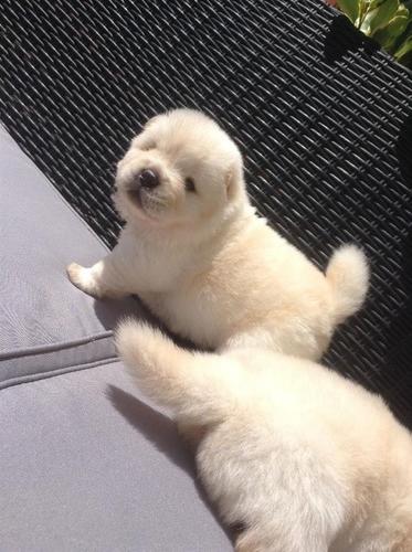 chow chow