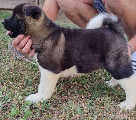 Američka-Akita-
