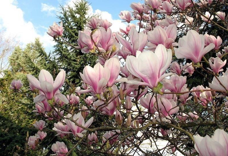 Magnolija-aleksandrina