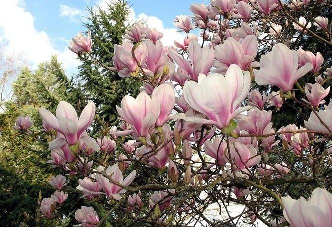 Magnolija aleksandrina