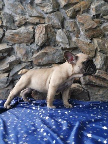 Francuski-buldog-Blue-i-Flafi-gen