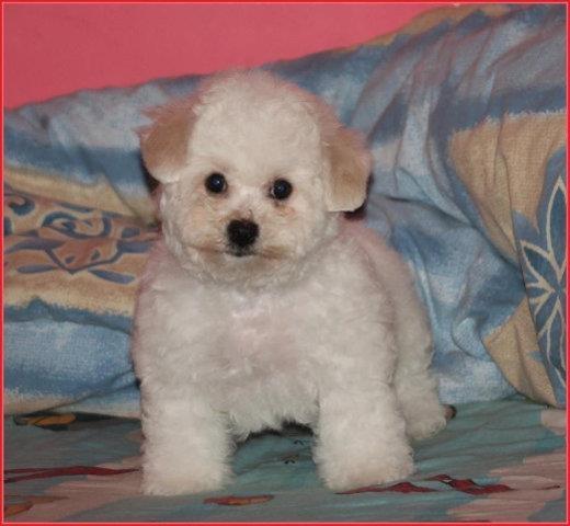Bishon-frise---prelepi-stenci-