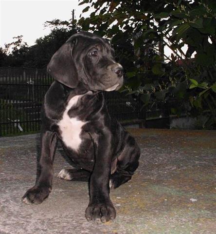 Cane Corso stenci