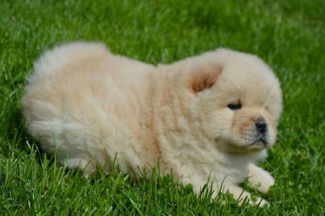 Chow-chow-cau-cau-stenad