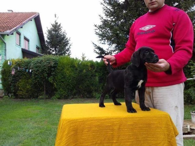Cane Corso - POVOLJNO