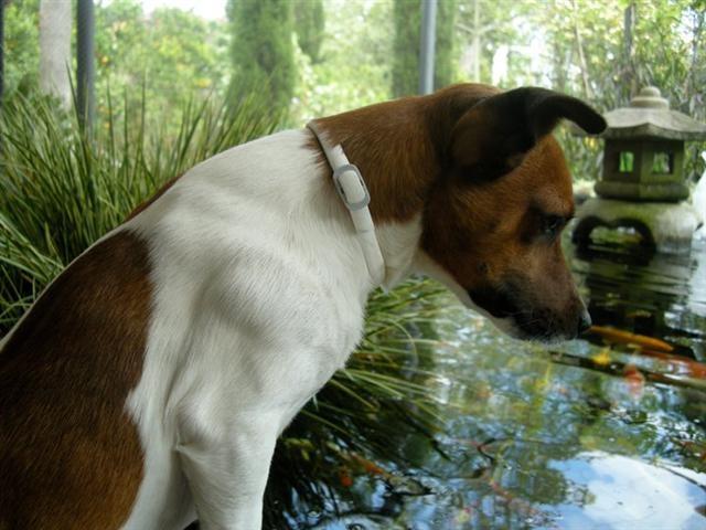 JACK-RUSSELL-TERRIER