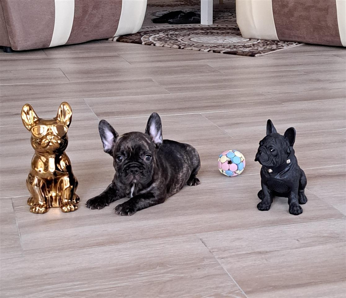 Francuski-buldog