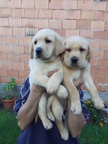 Labrador-stenci