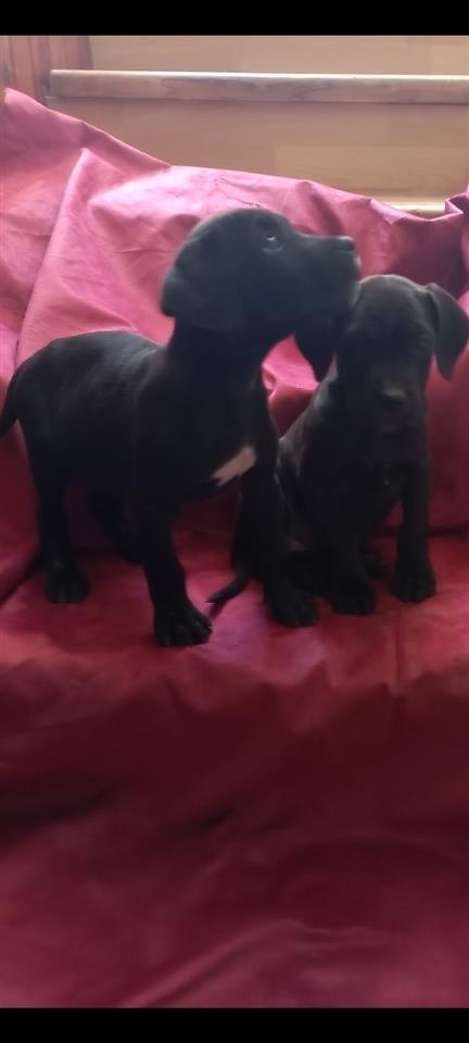 Cane-corso-štenci