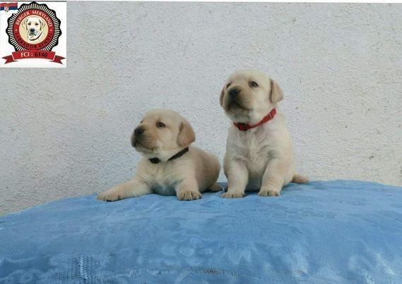 Labrador-retriver-stenci-
