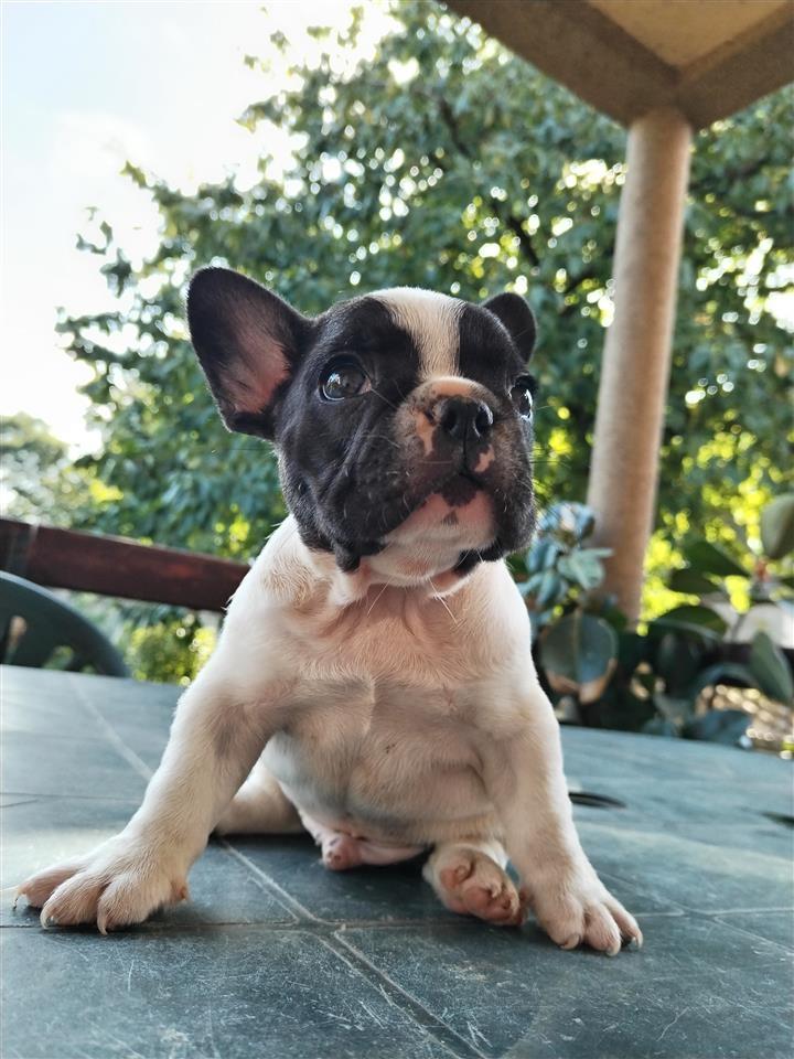Francuski-buldog-