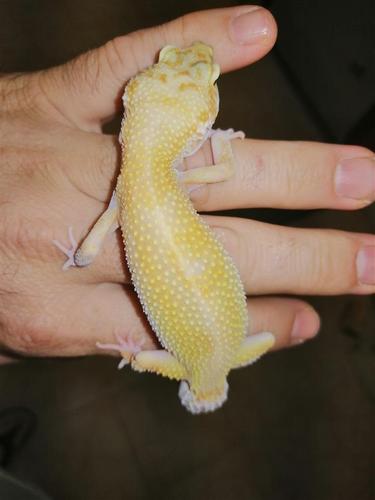 Leopard Gekoni