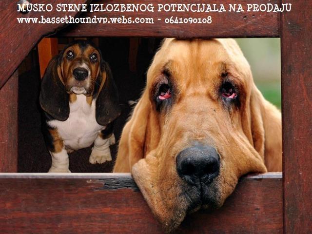 Basset-Hound-baset