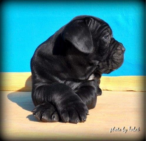 Cane-Corso-stenci---izlozbenog-kvaliteta