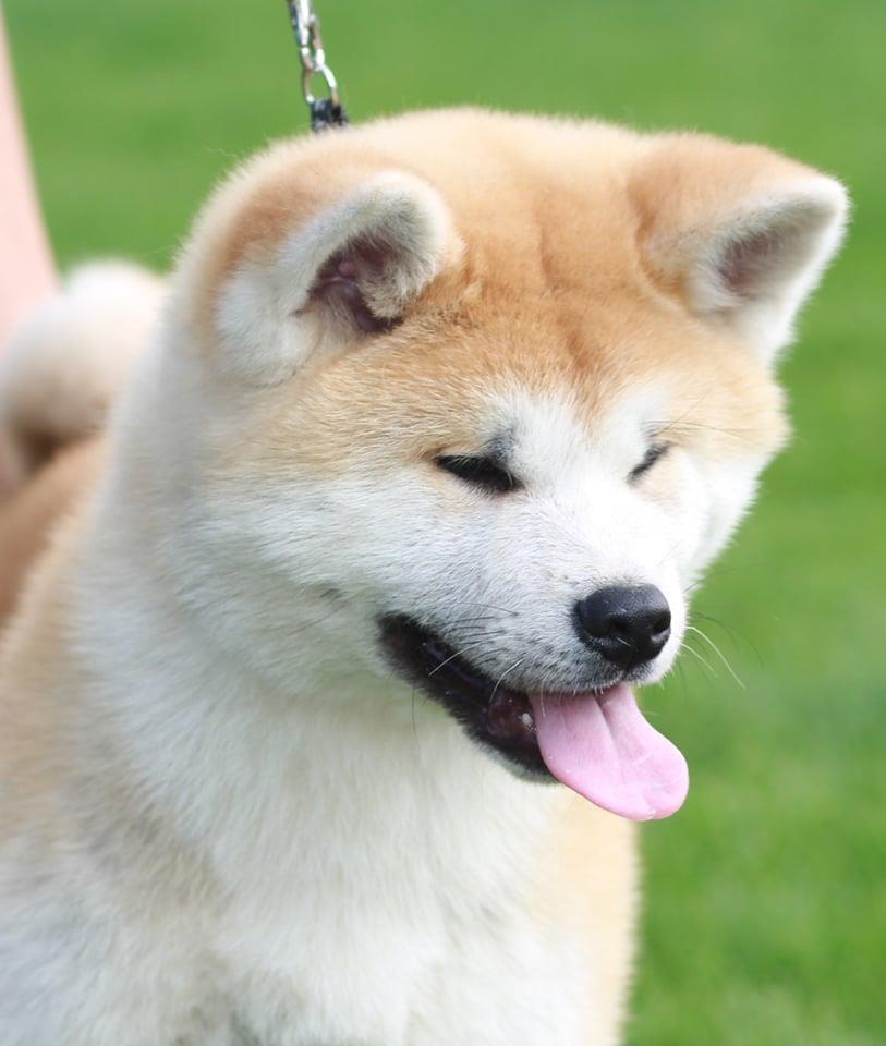 Akita-Inu-