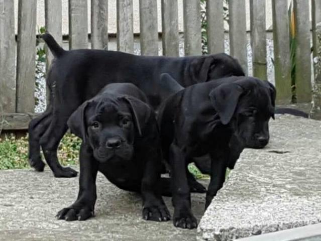Cane-Corso-stenci