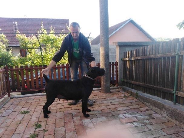 CANE-CORSO-odrasli-psi
