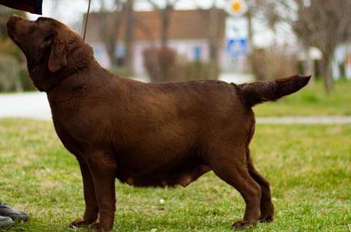 Štenci-labrador-retrivera-