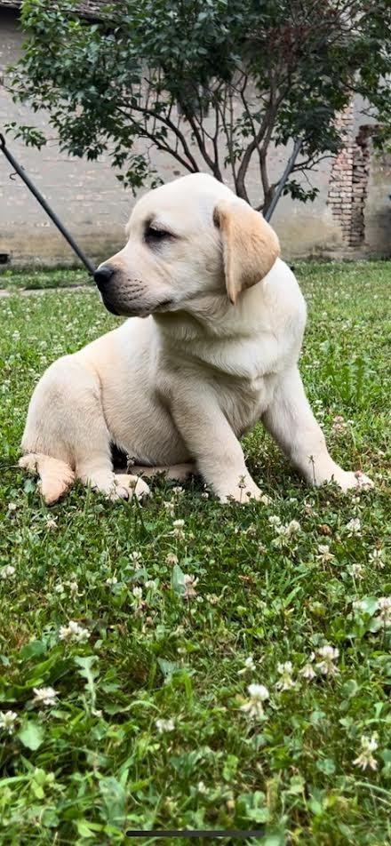 Labrador-retriver