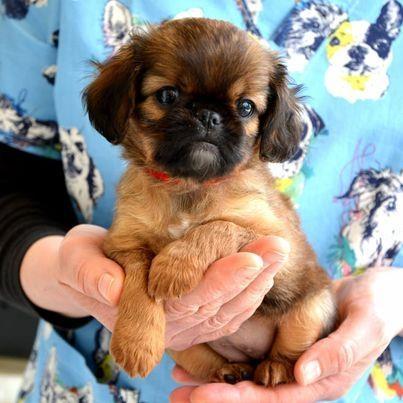 Brussels-griffon---Briselski-grifon---