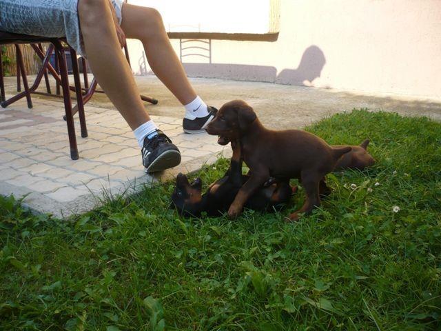 Doberman---stenad-